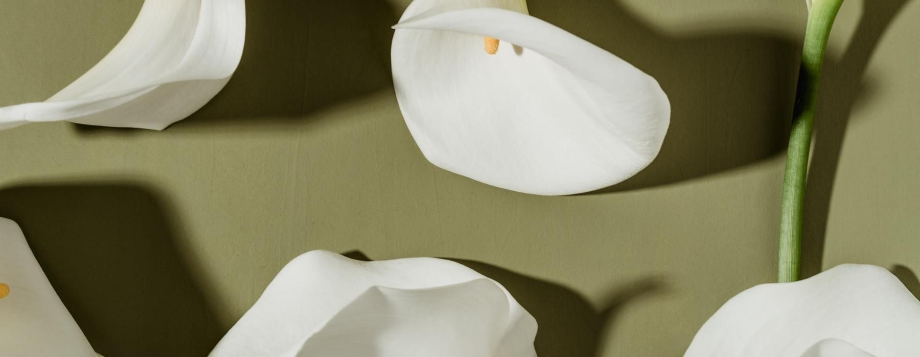 a close-up of white flowers